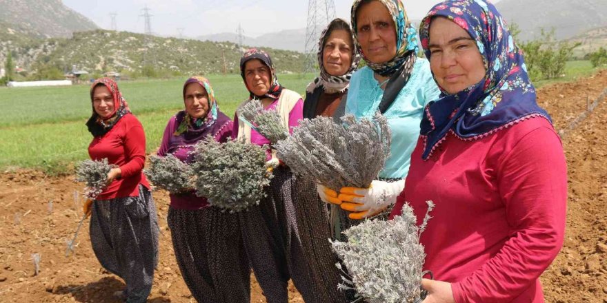 Kadınlar dikiyor, Anadolu lavanta kokuyor