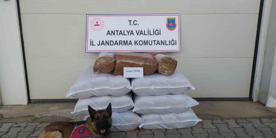 Yolcu otobüsünde 210 kilogram kaçak tütün ele geçirildi