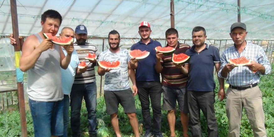 Yaz aylarının sevilen meyvesi karpuzda geç hasat dönemi başladı