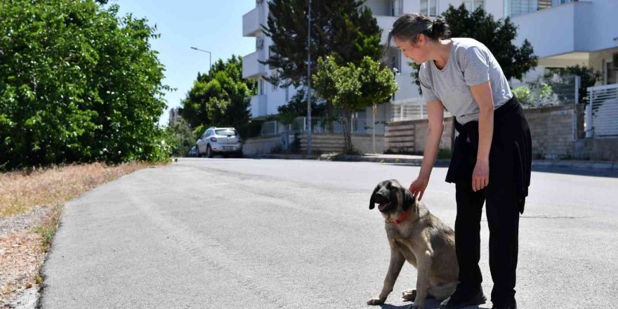 Dere yatağında mahsur kalan köpekleri Konyaaltı Belediyesi kurtardı