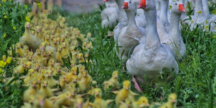 Kahramanmaraş’ta doğa baharla birlikte canlandı