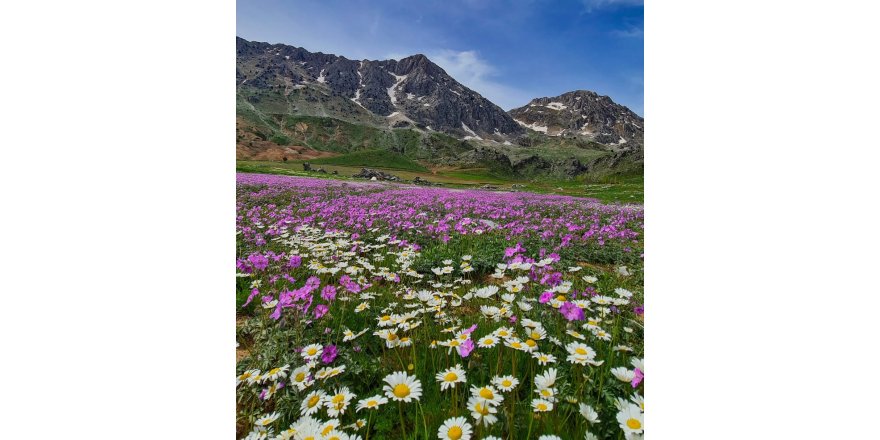 Kahramanmaraş’ta yaylalar rengarenk