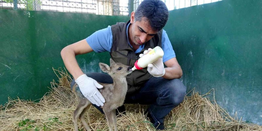 Yaralı bulunan yavru karaca biberonla besleniyor