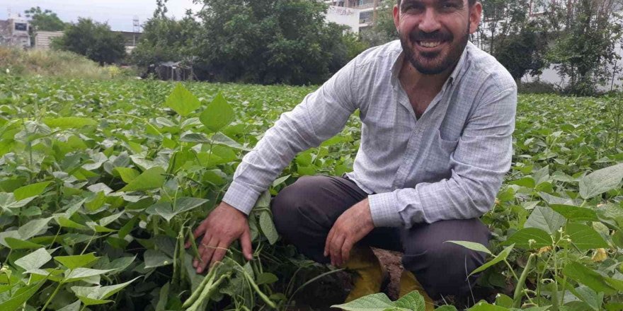 Tarlada kilosu 15 lira... Hatay’da taze fasulye hasadı başladı