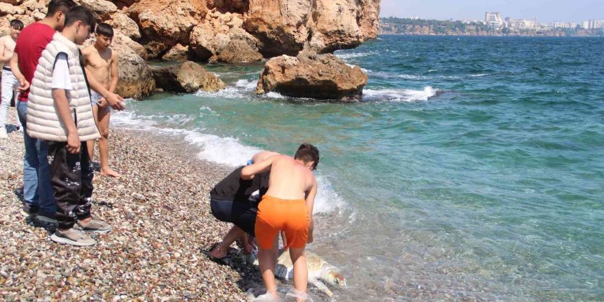 Antalya’da dünyaca ünlü sahile ölü caretta caretta vurdu