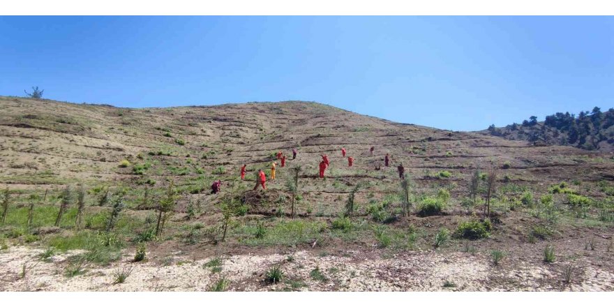 Kahramanmaraş’ta 1.5 milyon fidan dikilecek