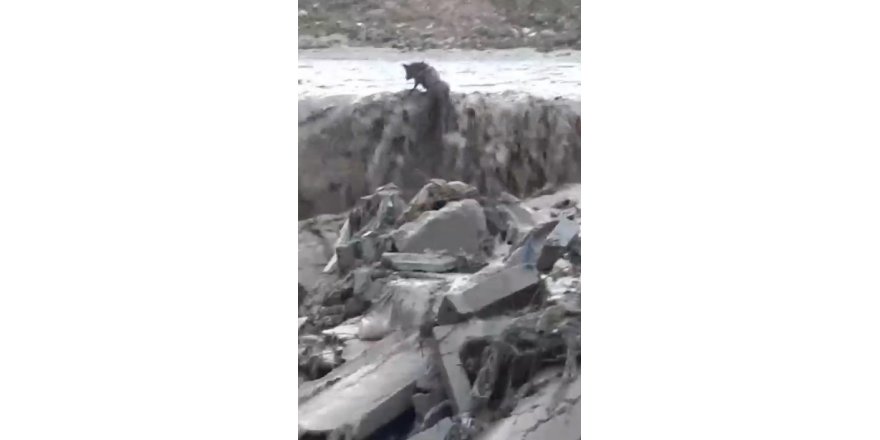 Sel sularında mahsur kalan tilkinin 11 dakikalık yaşam mücadelesi