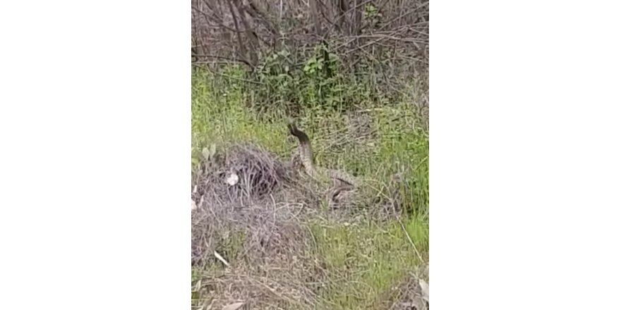 Türkiye’nin en zehirli yılanlarının çiftleşme dansı kamerada