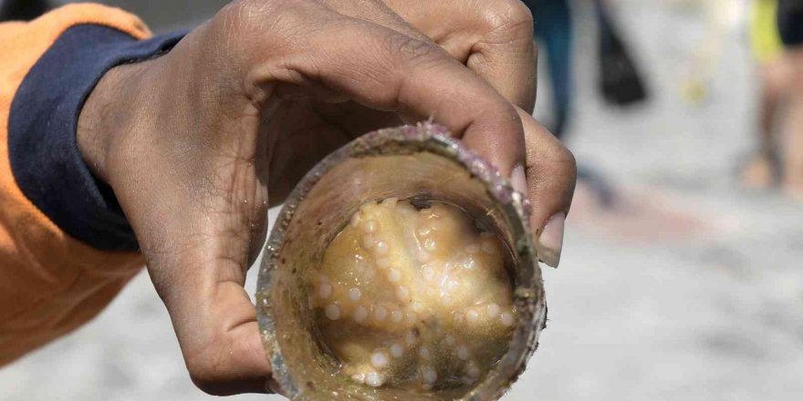 Deniz dibi temizliğinde cam bardağa yuva yapan ahtapot çıktı