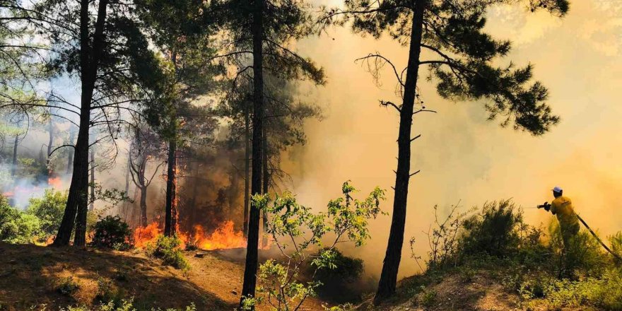 Hatay’da orman yangını