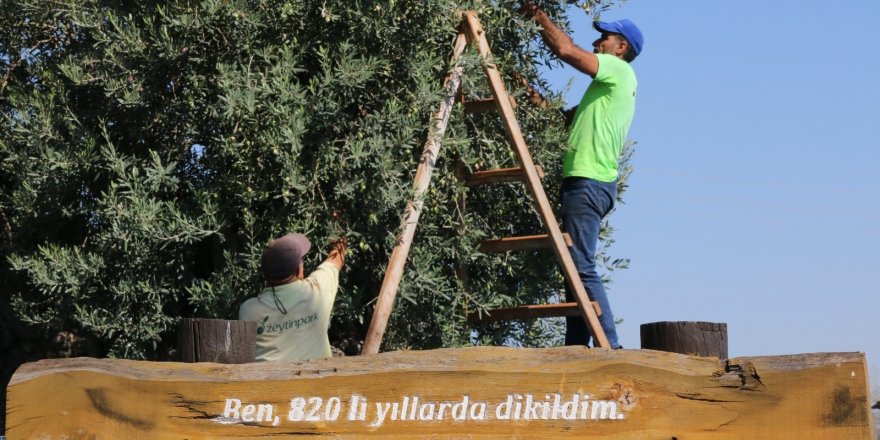 Bin 200 yaşındaki zeytin ağacından kasa kasa zeytin hasatı
