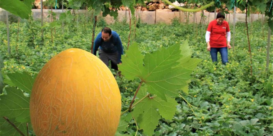 Üreticiye çifte kazanç, örtü altında aynı anda iki ürün