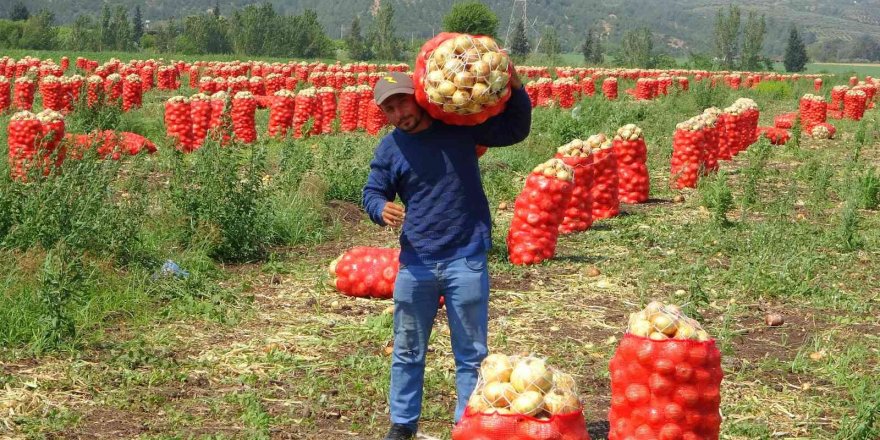 Soğan, fiyatıyla çiftçinin yüzünü güldürüyor