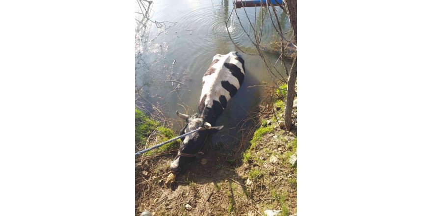 Havuza düşen ineği itfaiye kurtardı