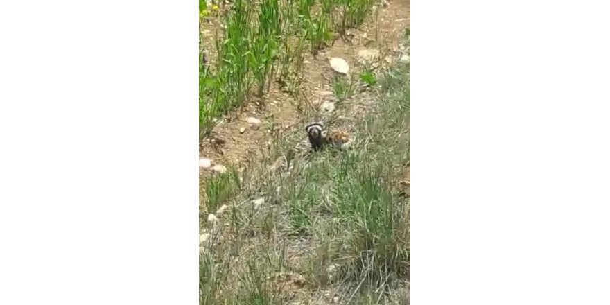 Kırmızı listede yer alan "alaca sansar" görüntülendi