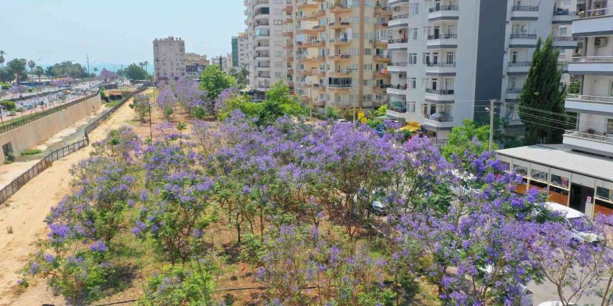 Jakaranda korulukları görsel şölen oluşturuyor