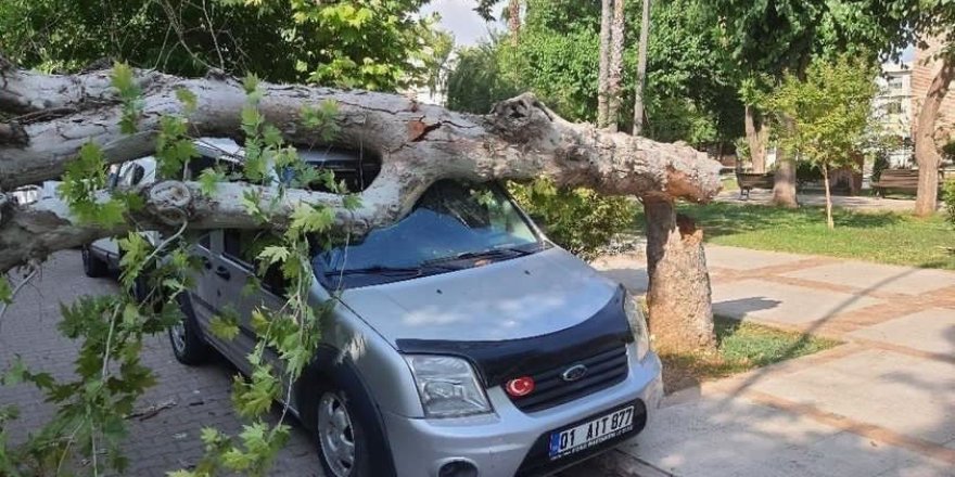 Ağaç park halindeki aracın üzerine devrildi