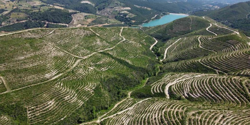 Adana’da yanan orman küllerinden yeniden doğdu