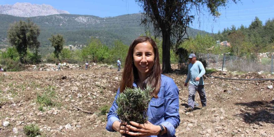 Kemer lavanta kokacak