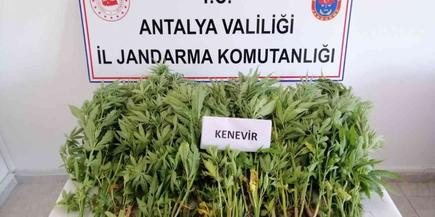 Jandarmadan zeytin bahçesine kenevir operasyonu