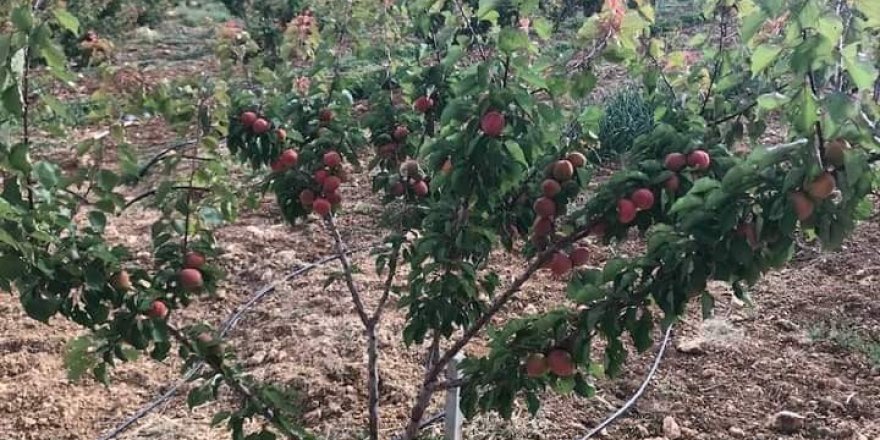 Kayısı yüz güldürüyor