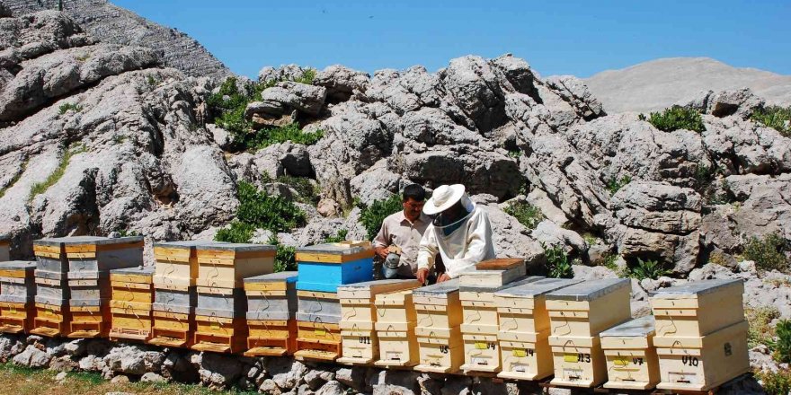 Kovanlar Ağustos ayındaki hasat için 2 bin rakımlı yaylalarda yerini aldı