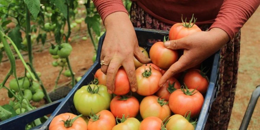 Antalya’da domates çiftçinin yüzünü güldürdü