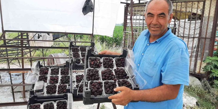 Sadece 5 dekardan 25 günde 300 bin lira kazanıyor