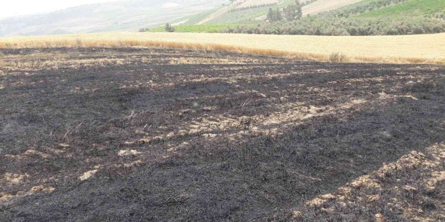 12 dönüm buğday ekili tarla yandı