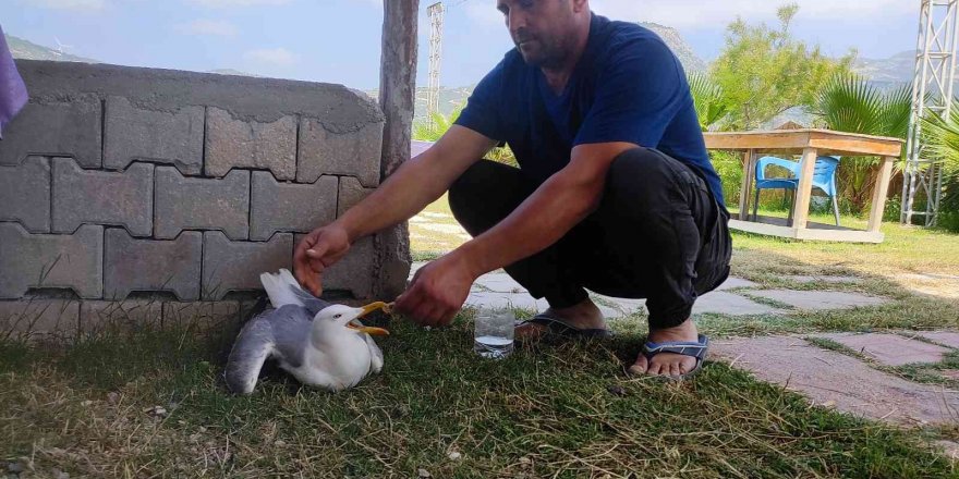 Hatay’da yaralı gümüş martıya vatandaş şefkati