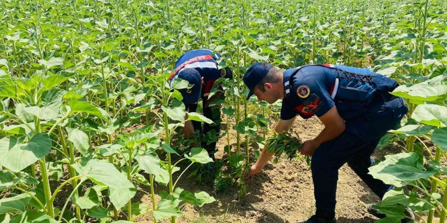 Ayçiçeği tarlalarına kenevir ekmişler