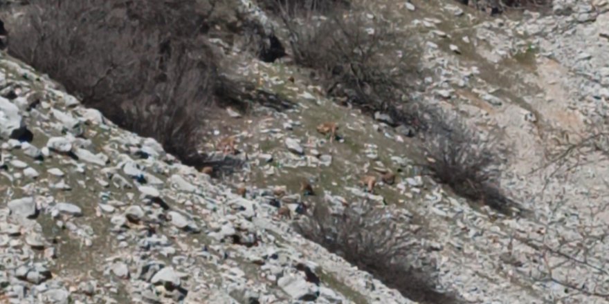 Sürü halindeki alageyikler kamerada