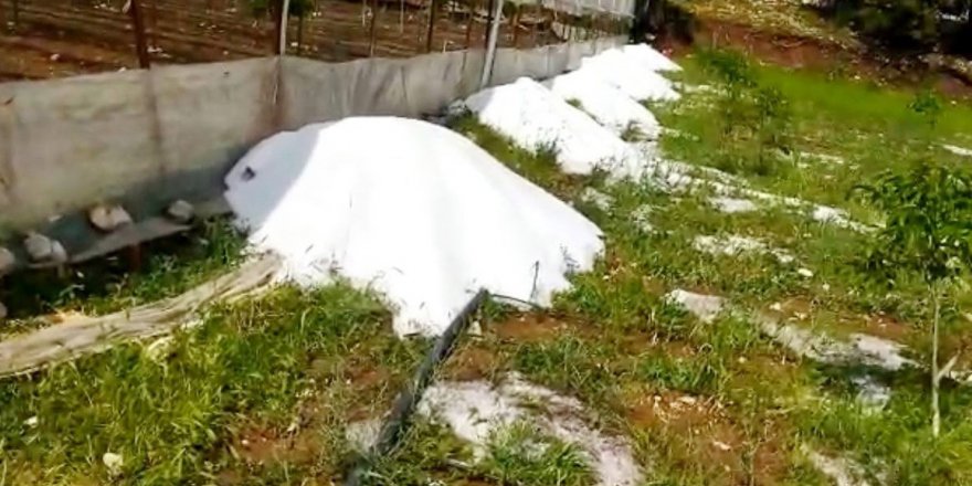 Dolu 100 dekar tarım arazisine zarar verdi