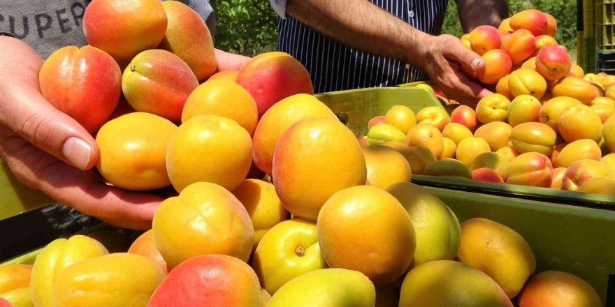 Kayısının altın yılı: Üreticinin yüzü iki kez güldü