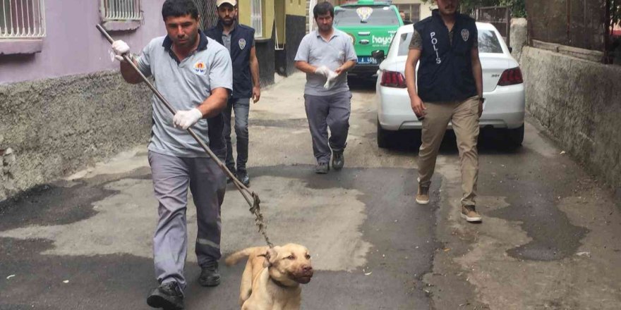 Bagajda taşınan köpek barınağa teslim edildi