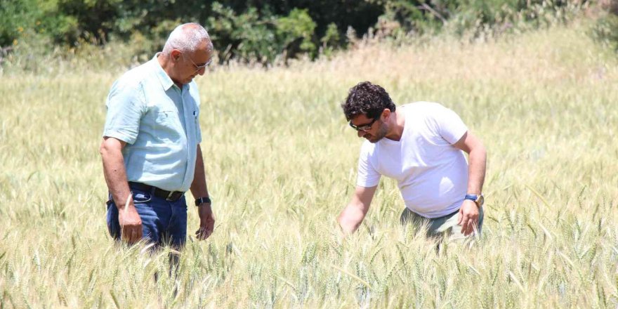 İbradı’da dağıtılan ata tohumları hasada hazır