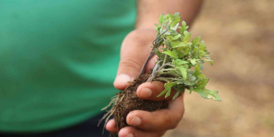 Toroslar Belediyesi, ata tohumlarını koruma altına aldı