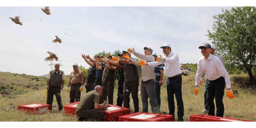 Kahramanmaraş’ta yetiştirilen kekliler yurdun dört bir yanına doğayla buluşuyor