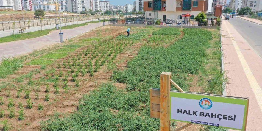 Bu bahçeden sebze toplamak ücretsiz