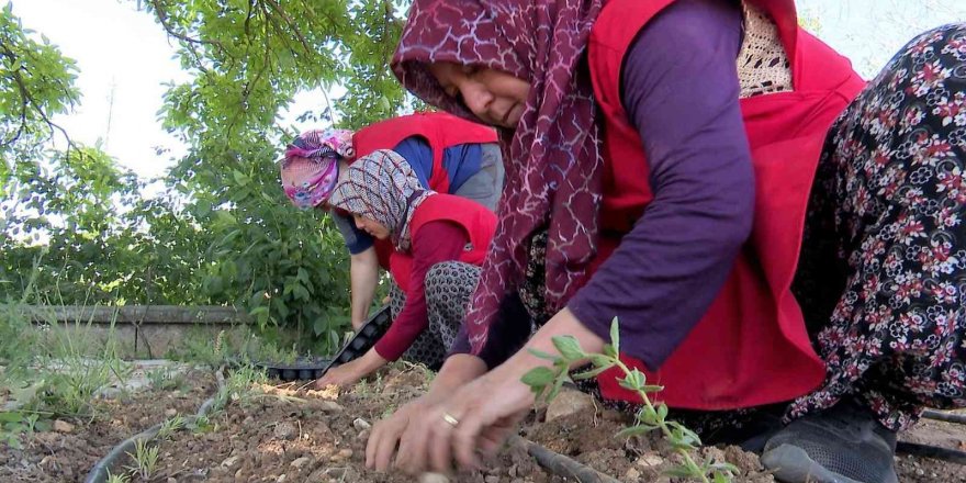 Korkuteli’nde kadınlar tıbbi ve aromatik bitki yetiştirecek