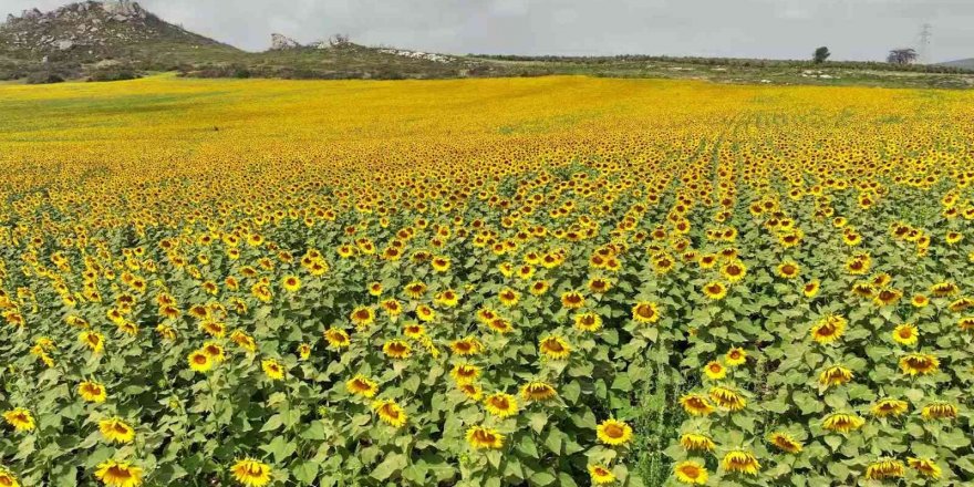 Çiçek açan ayçiçeği tarlaları görsel şölen sundu