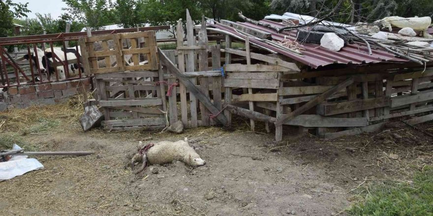 Burdur’da sokak köpekleri koyunlara saldırdı, vatandaş isyan etti