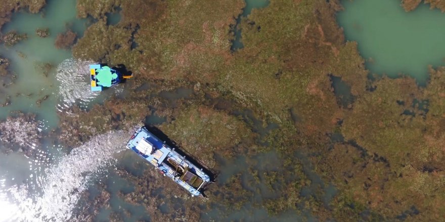 Boğaçayı’nın yosunlanları sağlık ve biyolojik temizlik işareti