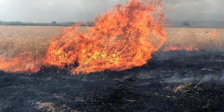 Buğday tarlası alev alev yandı, çiftçi mahsulü hasat ederek kurtarmaya çalıştı