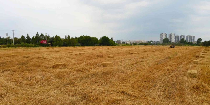 Tarsus Belediyesi, hayvan üreticilerine 22 ton saman balyası dağıtacak