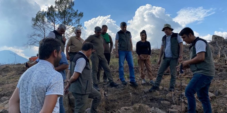 Yanan ormanlar ağaçlandırılıyor