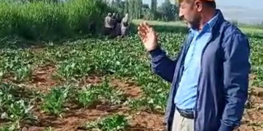 Yaban domuzları çiftçilerin korkulu rüyası oldu