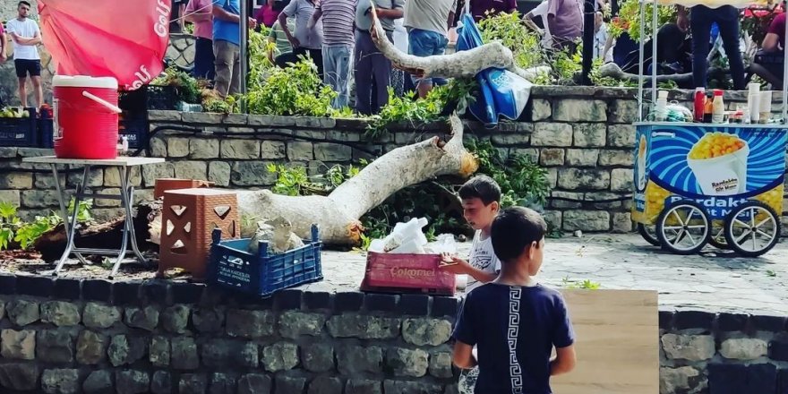 3 bin yıllık Musa ağacından kopan dal ziyaretçinin üzerine düştü