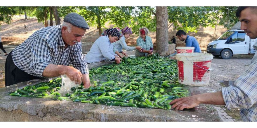 Kahramanmaraş salatalığı sofralardaki yerini aldı