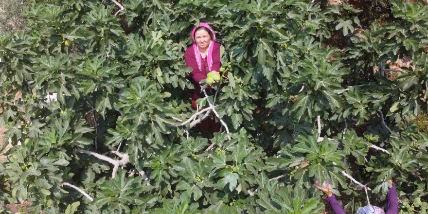 Erkenci incirde hasat bir ağaç gelir kapısı oldu